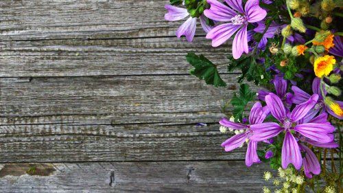 Buy your plants and flowers wholesale online