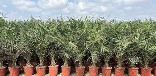 Ahora puedes comprar plantas y flores al por mayor en Plants4you