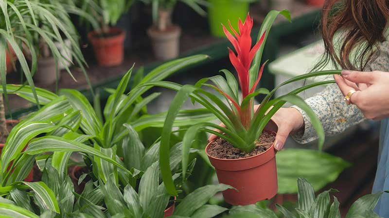 Tienda de España para la venta online de plantas en Europa